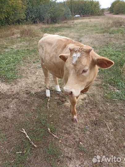 Корова телка