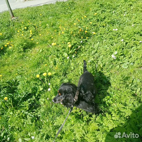 Отдам даром бесплатно в дар собаку