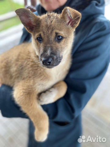 добрые руки собака тула