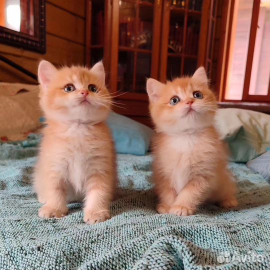Котята шотландцы