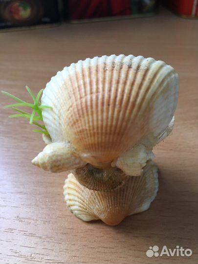 Ракушки,камни для интерьера и аквариума