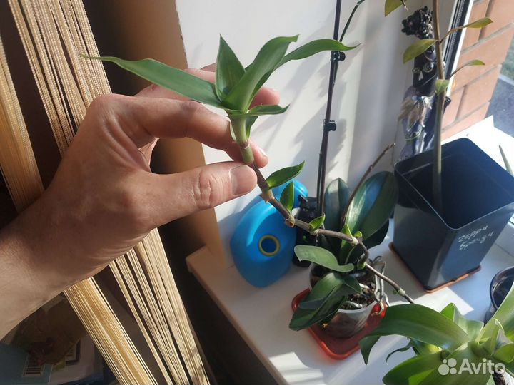 Золотой ус целебный