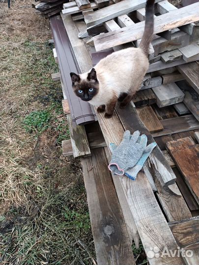 Кот в добрые руки