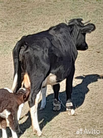Корова первотелка