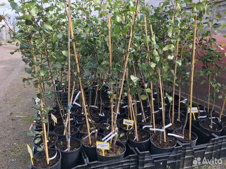 Саженцы груши с зкс