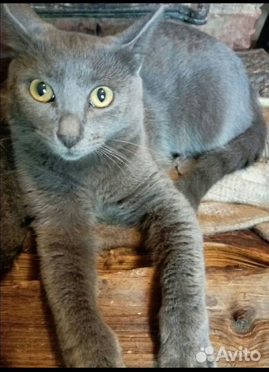 Ищем дом воспитанным котятам подросткам