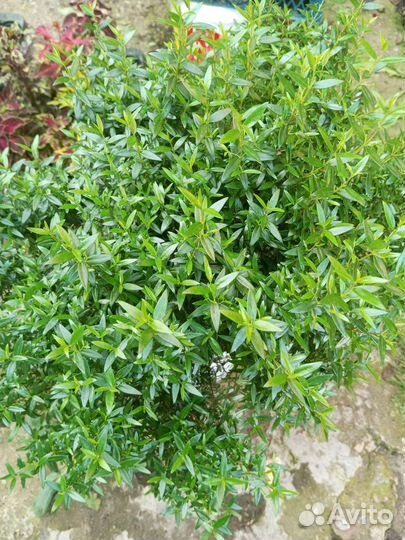 Мирт (адрес в описании)