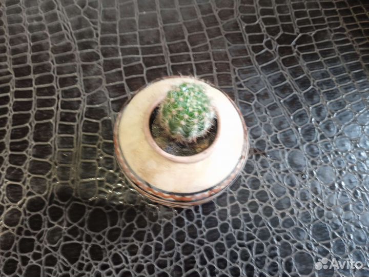 Кактус. Авторская керамика