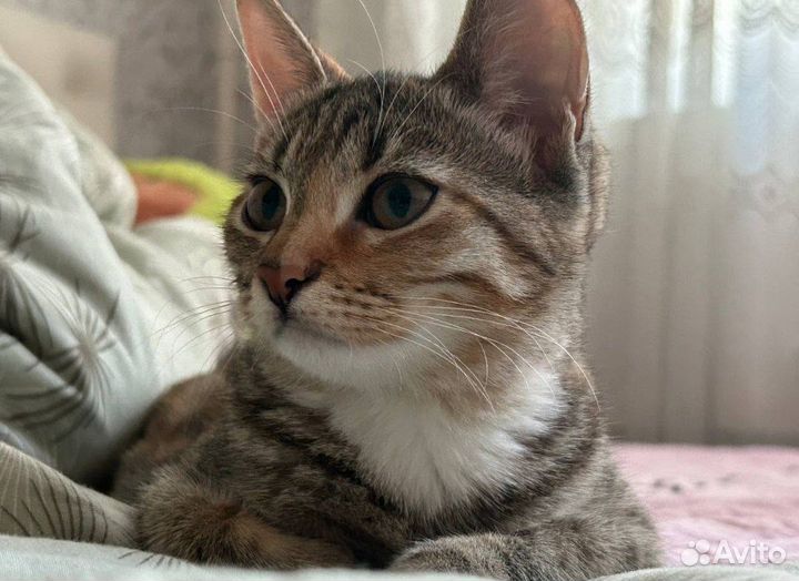 Кошка в хорошие руки