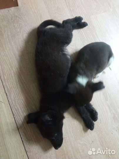 Щеночки в добрые руки девочки