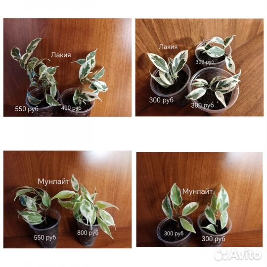 Сортовые фикусы