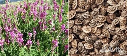 Семена эспарцета