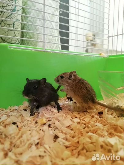 Песчанка