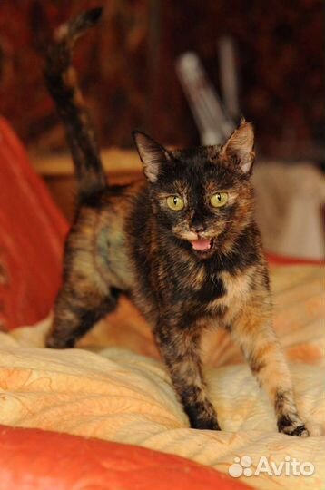 Кошки в добрые руки бесплатно