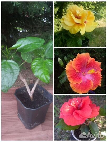 Гибискус прививка 