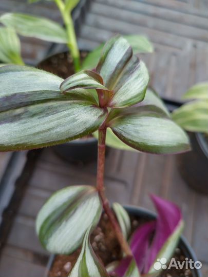 Традесканция