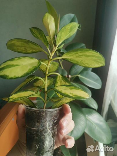 Хойя аустралис лиза