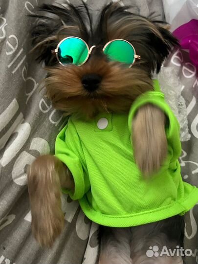 Футболка для собак,мелких