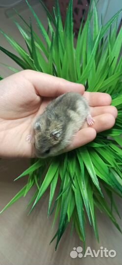 Джунгарский хомяк