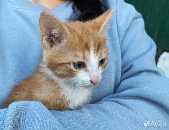 Рыжий котенок
