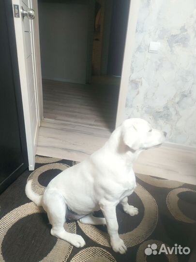 Лабродоры щенки