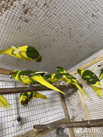 Новозеландский какарик птенцы