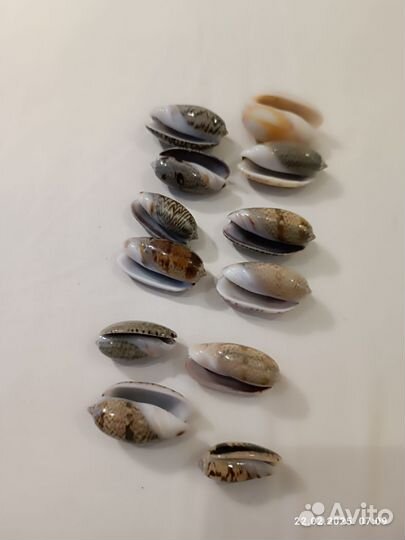 Ракушки морские