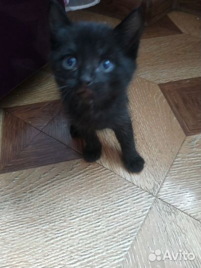 Милые котята