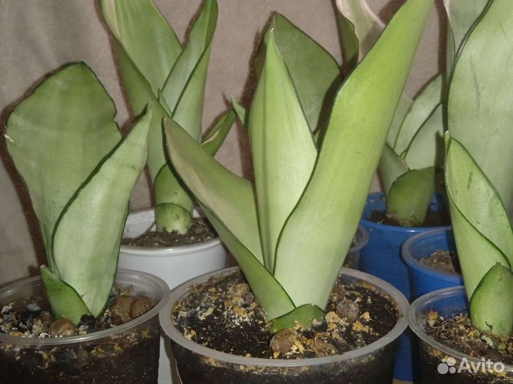 Сансевиерия Муншайн