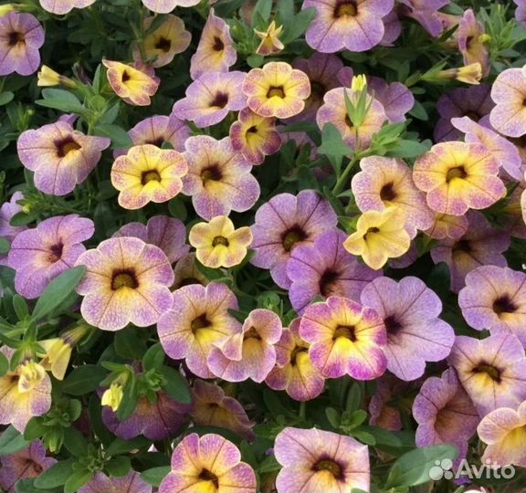 Калибрахоа