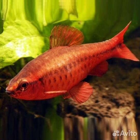 Аквариумные рыбки