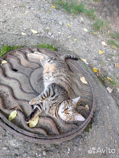 Кот бесплатно