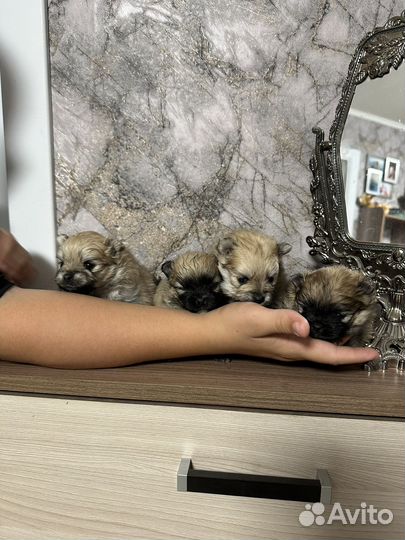 Шпиц