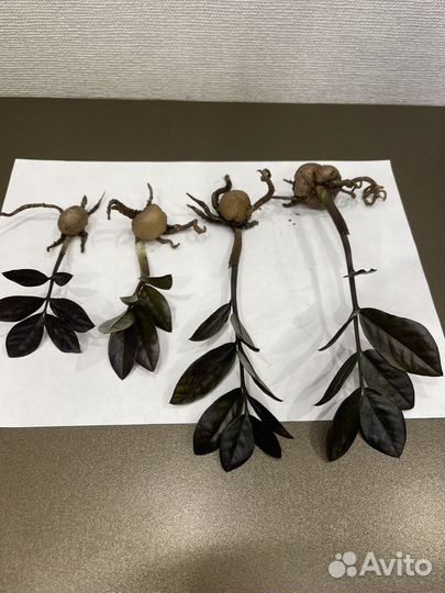 Замиокулькас Изумрудный