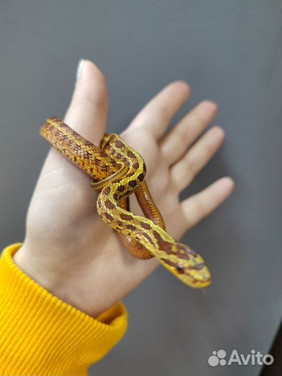 Узорчатый полоз