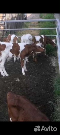 Телята бычки