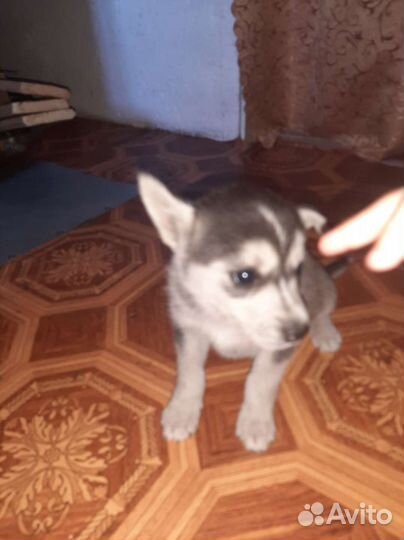 Отдам в хорошие добрые руки щенков Мама хаска