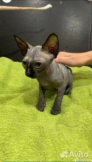 Сфинкс котёнок