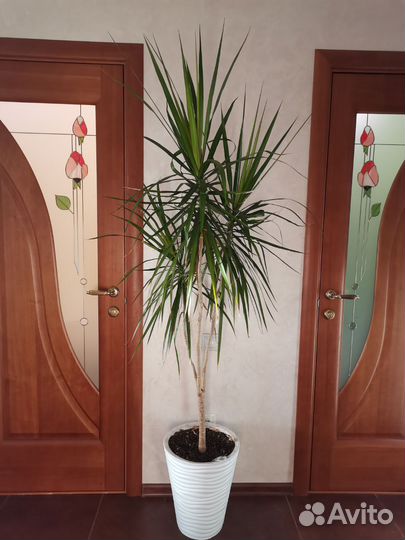 Пальма драцена