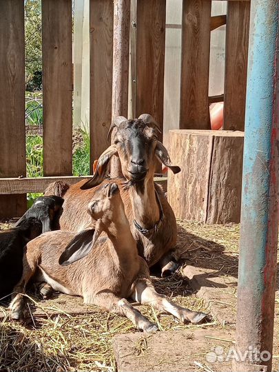 Нубийские козлята