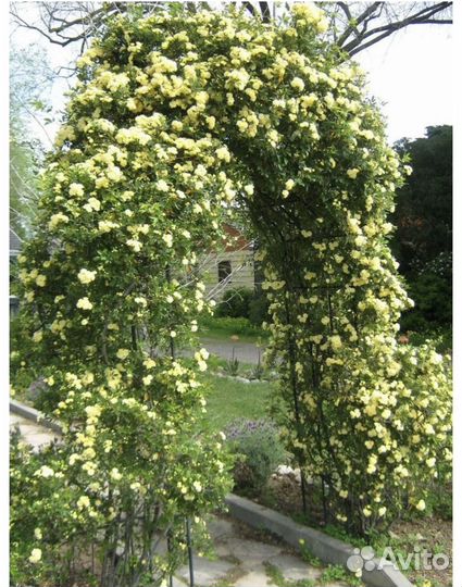 Роза бэнкса