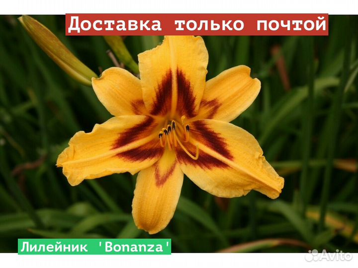 Лилейник Bonanza