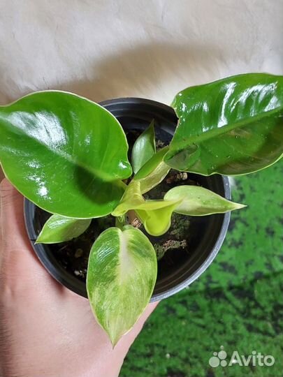 Филодендрон мунлайт