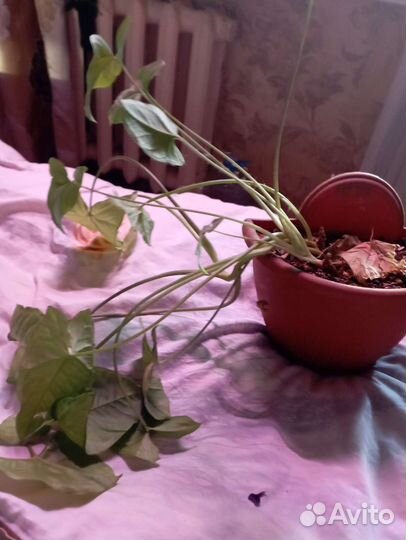 Вьющиеся цветы филодендрон плющ сингонии