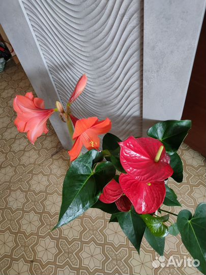 Гиппеаструм лососевый