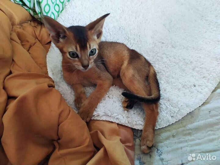 Абиссинские котята