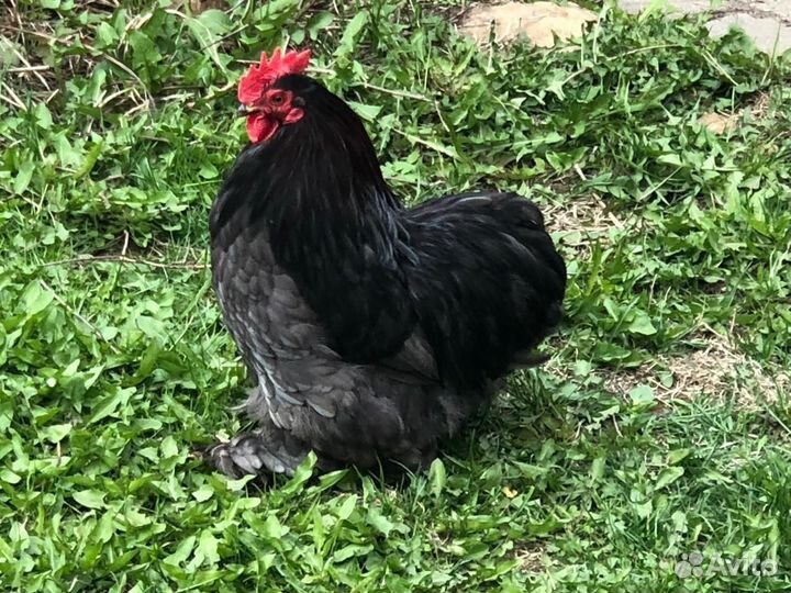 Инкубационное яйцо утки и курицы,утки и гуси