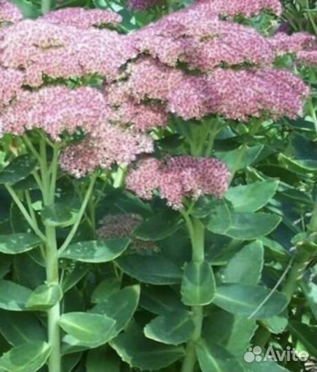 Очиток многолетний большой куст