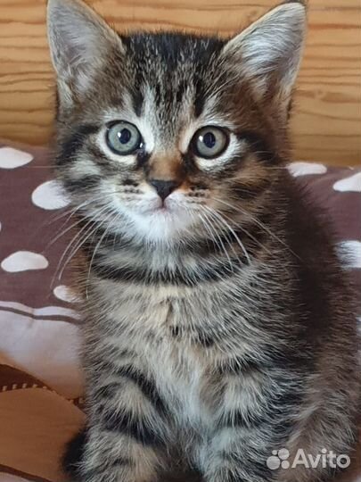 Котята в добрые руки даром девочка