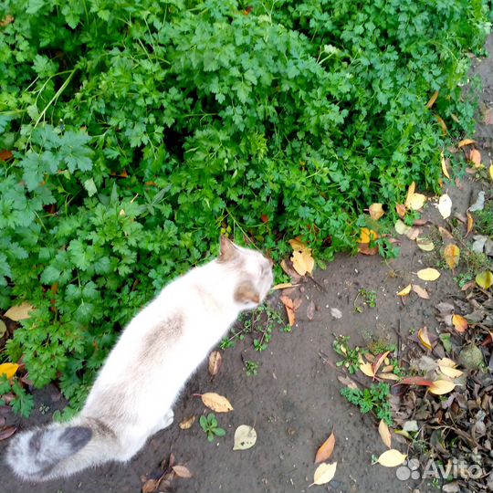 Пряная зелень